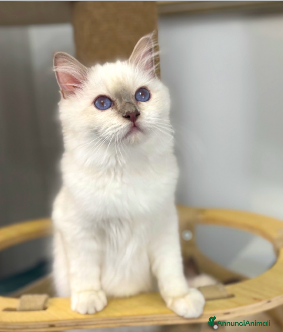 Sacro di Birmania gatti in vendita: Sacri di birmania, dolcissimi cuccioli - Immagine 2