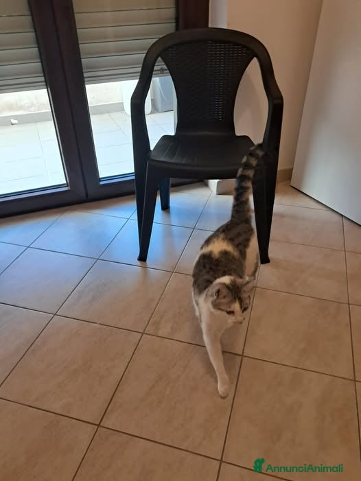 Meticcio gatti Regalo gatto 2 anni - Sterilizzato e Vaccinato - Annuncio 1