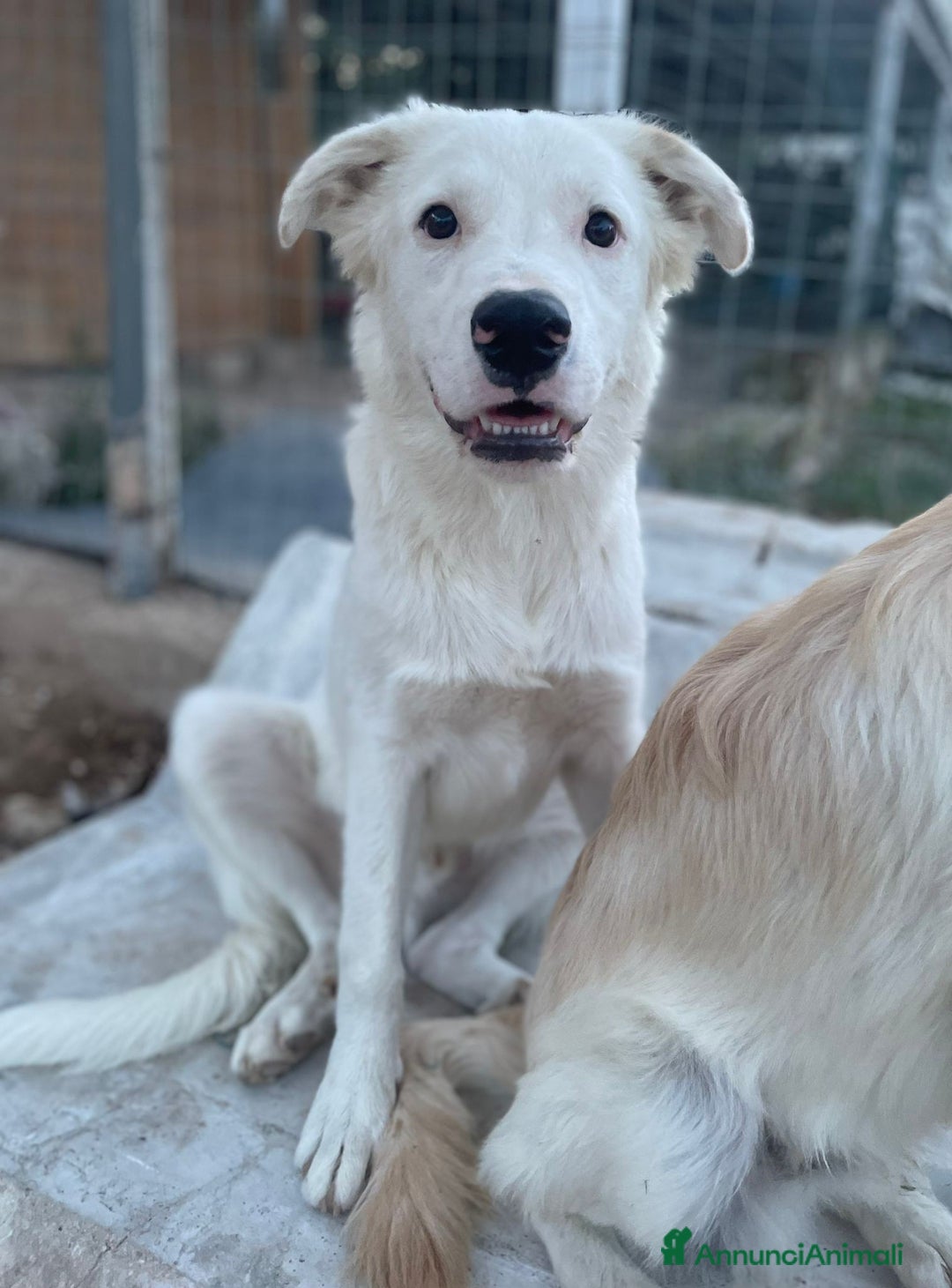 Meticcio cani in regalo: IL DOLCE SNOOPY - Annuncio 1