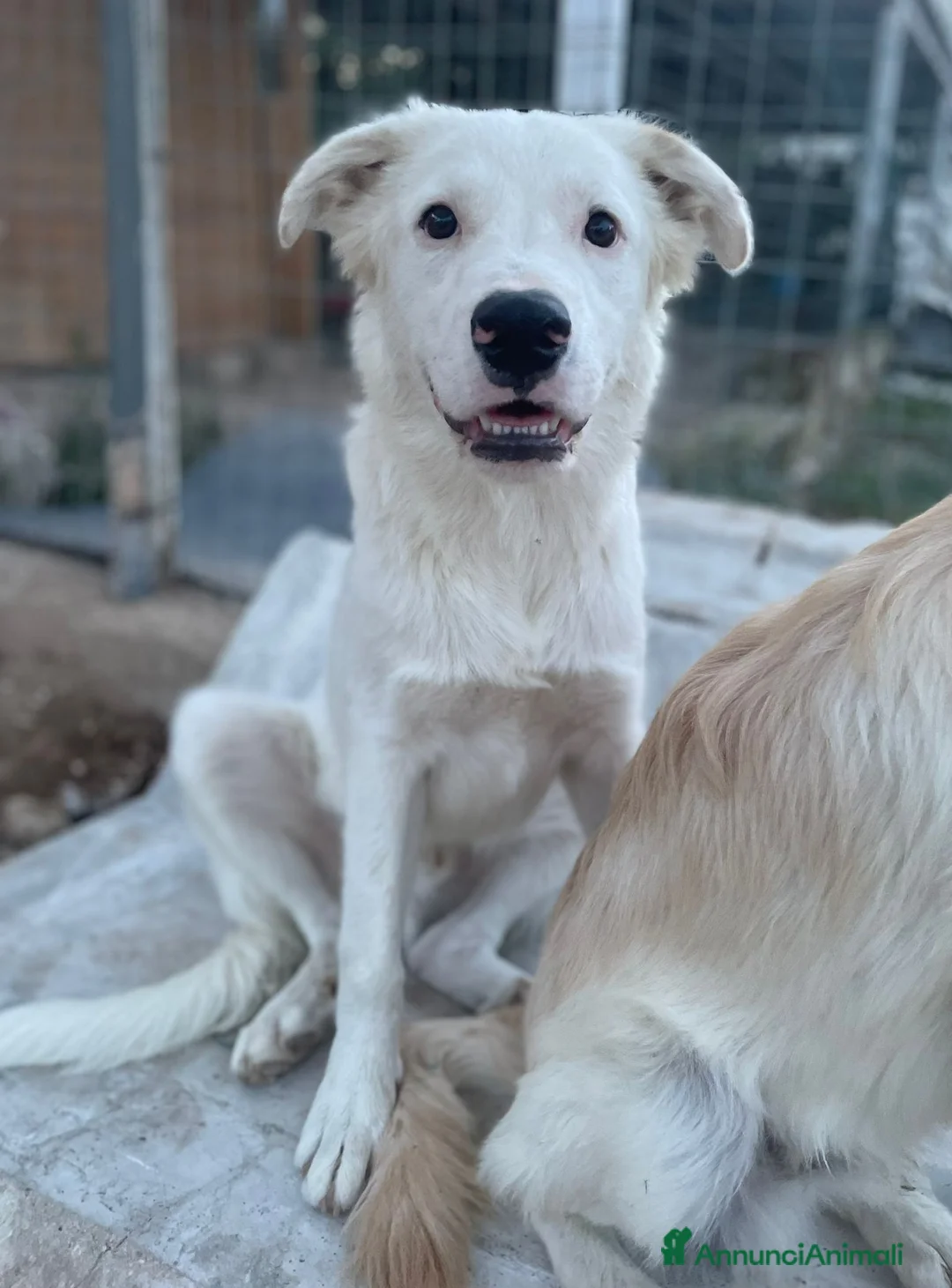 Meticcio cani in regalo: IL DOLCE SNOOPY - Annuncio 1