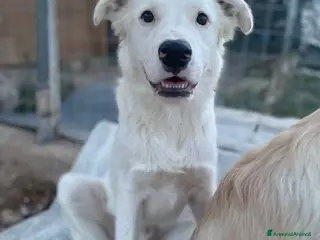 Meticcio cani IL DOLCE SNOOPY - Annuncio 13