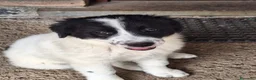 Meticcio cani in vendita: 🐶 Cucciola femmina bianca con macchie nere - Annuncio 4