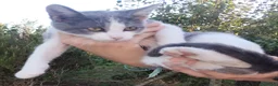 Meticcio gatti in regalo: Gattina cerca casa  a Provincia di Perugia - Annuncio 4