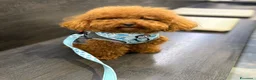 Barboncino Toy cani per accoppiamento: Barboncino Toy per accoppiamento  - Annuncio 4
