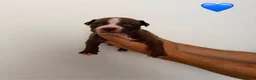 Pitbull cani in vendita: Cuccioli pitbull - Annuncio 12
