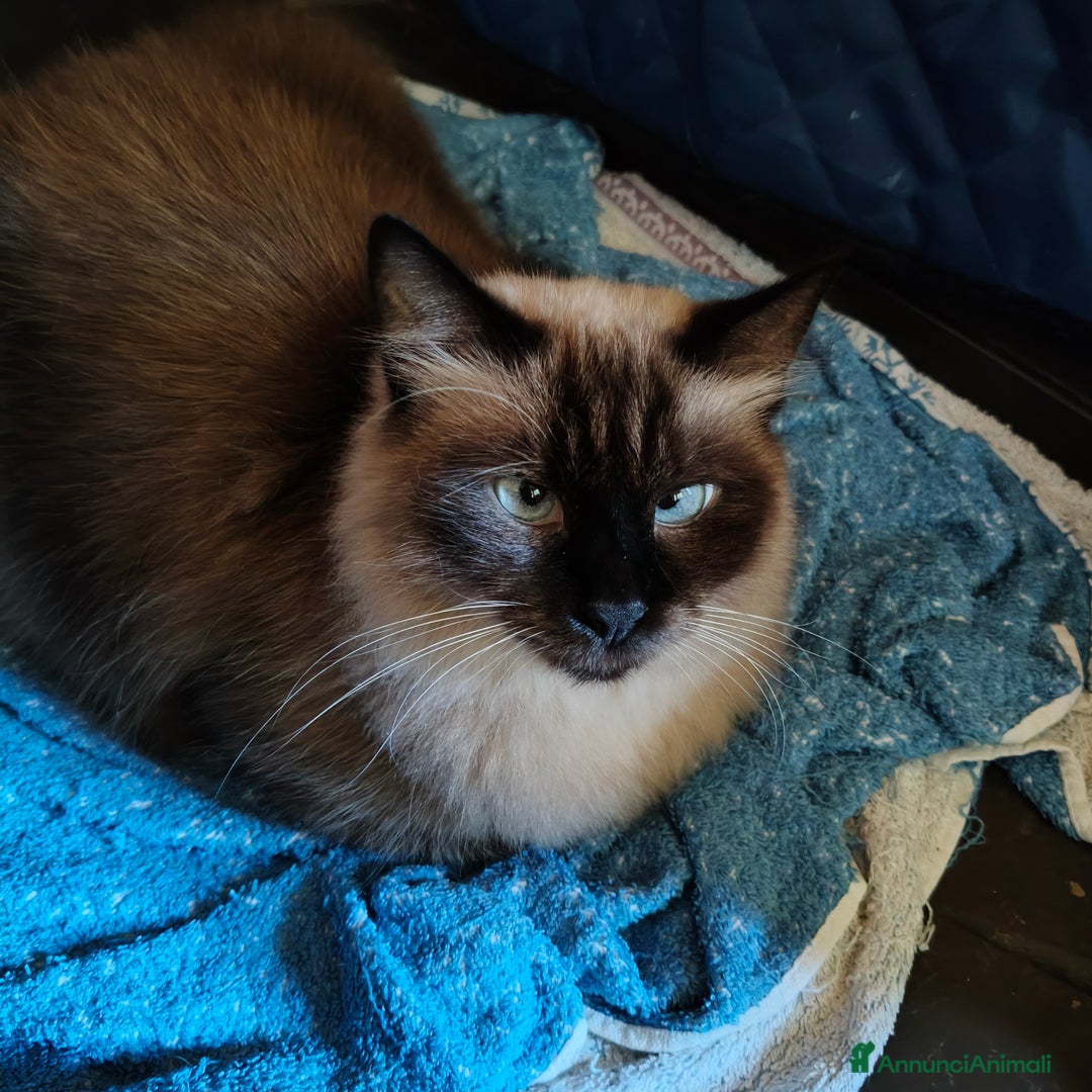 Siamese gatti in regalo: NARCISSA cerca casa ❤️ - Annuncio 5