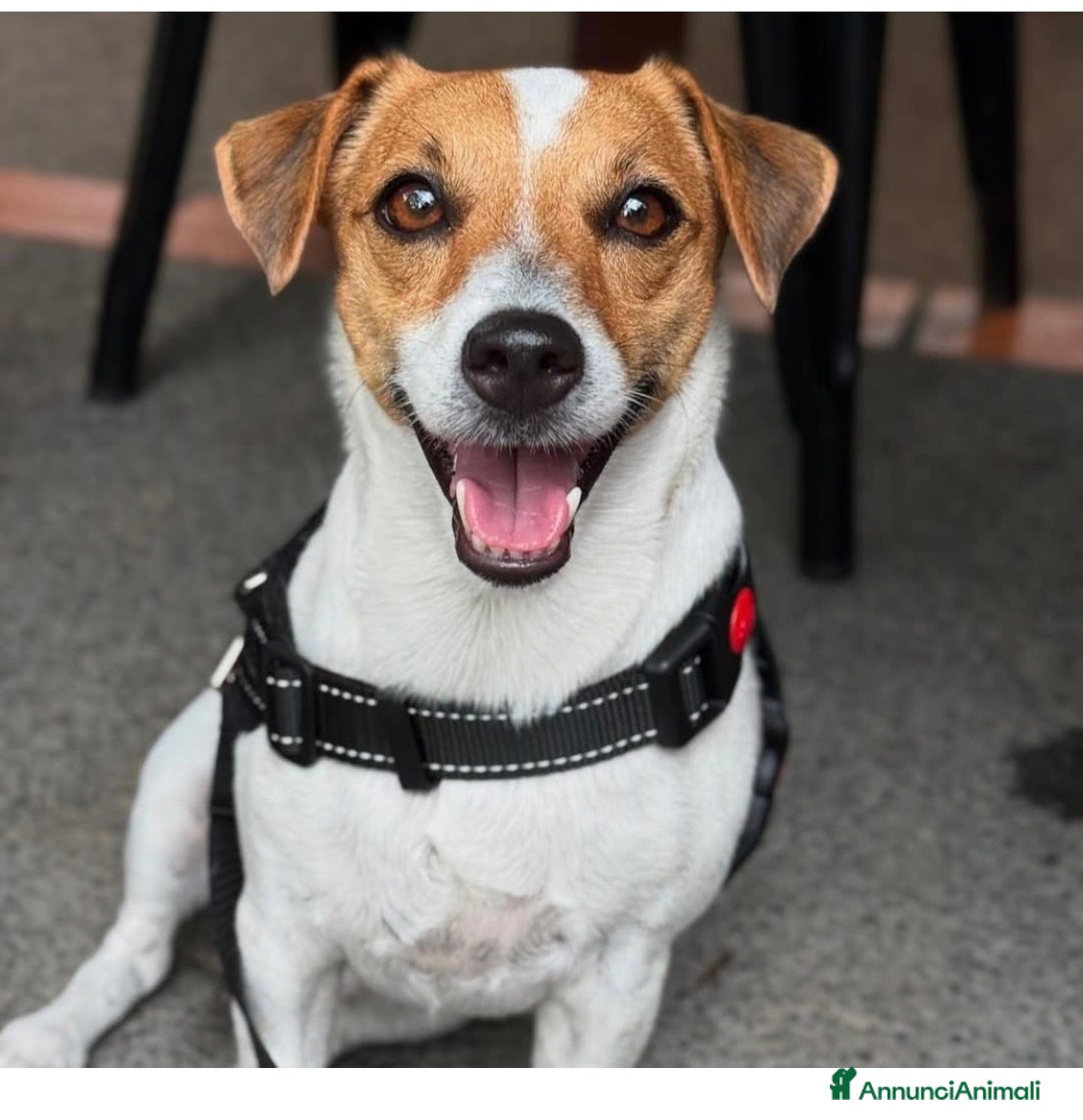 Jack Russell cani Cuccioli jack russel  - Annuncio 25