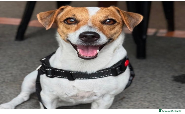 Jack Russell cani - Annuncio 1