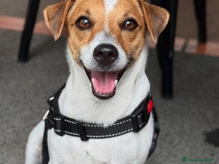 Jack Russell cani Cuccioli jack russel - Annuncio 25