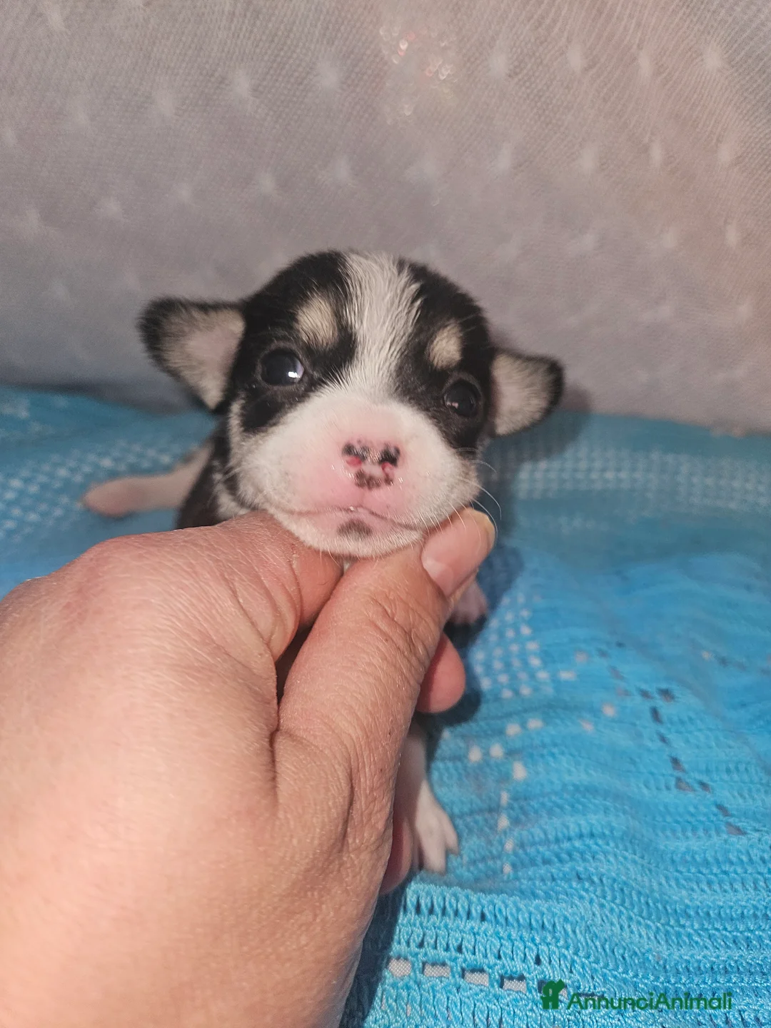 Chihuahua cani in vendita: Chihuahua nano - Annuncio 8