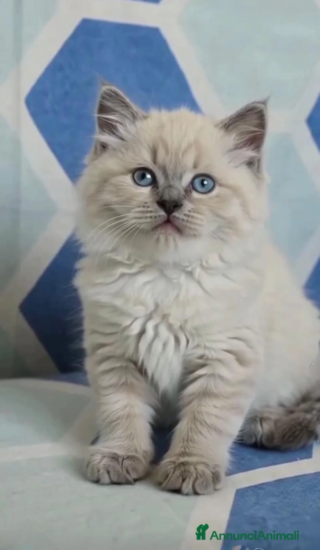 Ragdoll gatti in vendita: Splendidi cuccioli di ragdoll - Annuncio 2