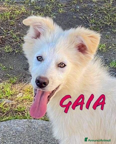 Meticcio cani GAIA 🩷-cucciola mix pastore dolcissima,cerca casa - Annuncio 2