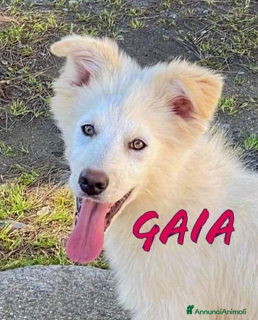 Meticcio cani in regalo: GAIA 🩷-cucciola mix pastore dolcissima,cerca casa - Annuncio 1