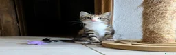 Meticcio gatti in regalo: Quattro gattini stupendi cercano casa - Annuncio 3