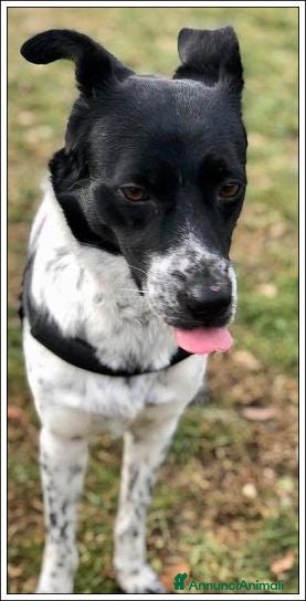 Meticcio cani JOY buona con tutti anche coi gatti - Annuncio 2