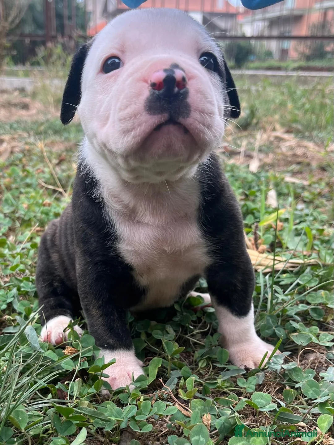Bulldog cani in vendita: American Bulldog - Annuncio 2