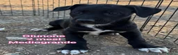 Meticcio cani in regalo: CUCCIOLI, URGENTE! TEMPO SCADUTO  a Provincia di Arezzo - Annuncio 11