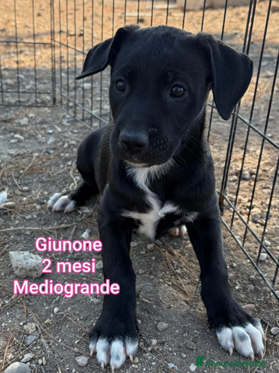 Meticcio cani in regalo: CUCCIOLI, URGENTE! TEMPO SCADUTO  a Provincia di Arezzo - Annuncio 11