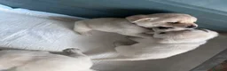 Labrador cani in vendita: Splendidi Cuccioli di Labrador - Annuncio 4