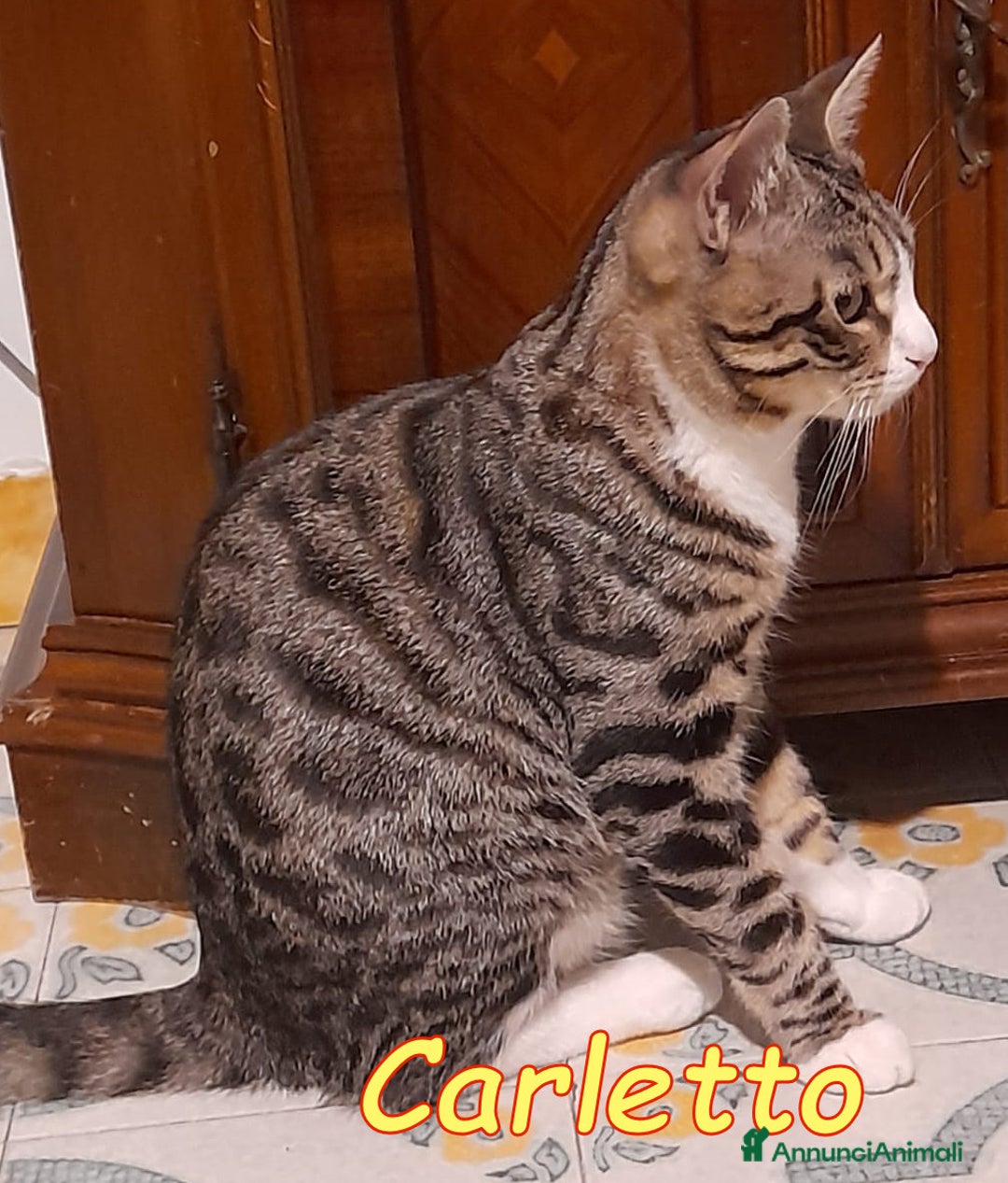 Europeo gatti in regalo: CARLETTO DOLCISSIMO GATTINO - Annuncio 3