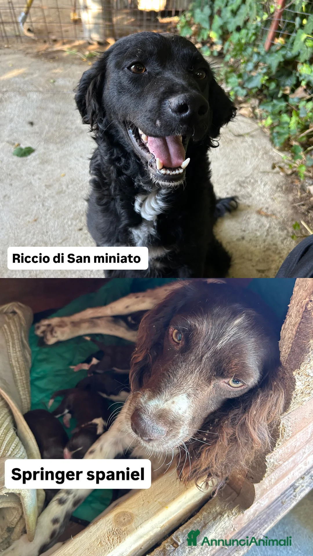 Meticcio cani in vendita: Cuccioli da tartufo  a Provincia di Potenza - Annuncio 2