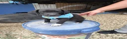 Meticcio cani in regalo: CUCCIOLI 2 mesi taglia media - Annuncio 27