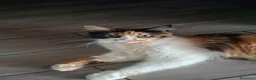 Maine Coon gatti in vendita: Cuccioli Maine Coon maschietti e femminucce  - Annuncio 9