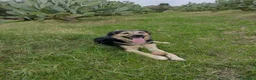 Meticcio cani in regalo: Splendido Simil Pastore di 9 mesi (Catania) - Annuncio 8