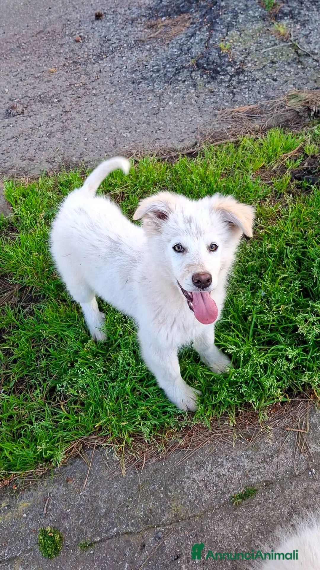 Meticcio cani in regalo: GAIA 🩷 - cucciola mix pastore, dolce, cerca casa a Provincia di Brescia - Annuncio 5