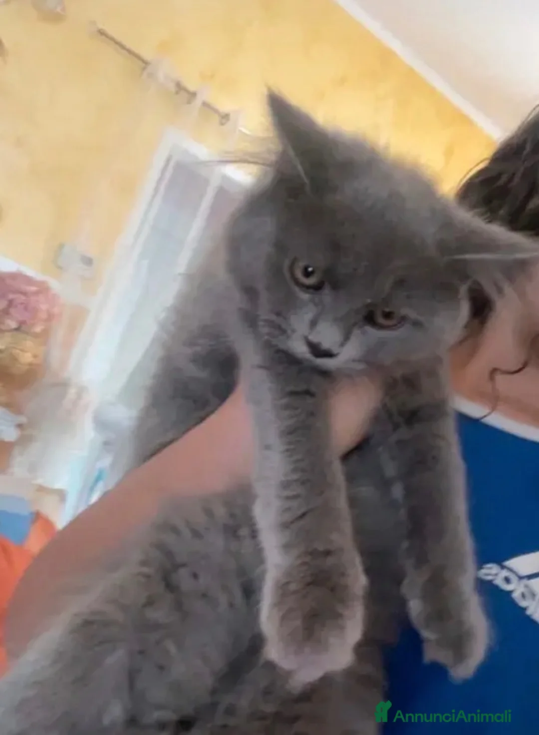 Ragdoll gatti in vendita: Ragdoll solid blu  - Annuncio 2