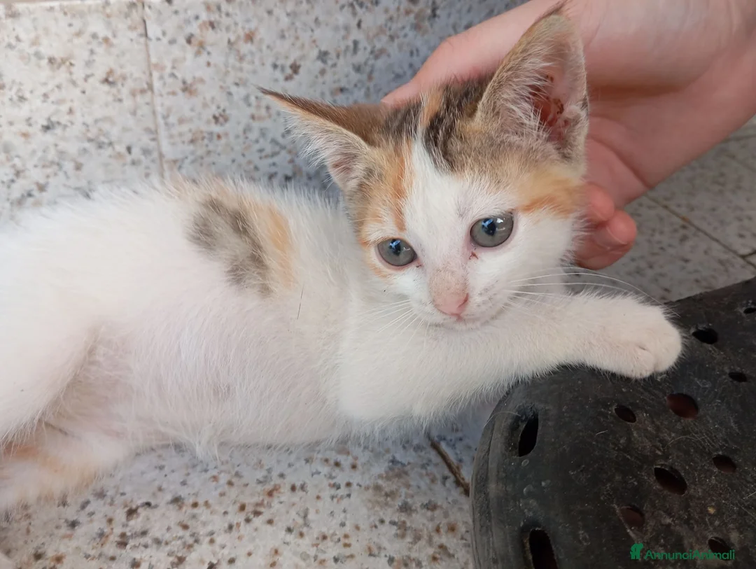 Meticcio gatti in regalo: Cuccioli di gatto - Annuncio 4
