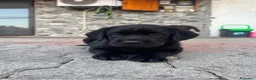 Labrador cani in vendita: Vendita cuccioli neri di labrador a Provincia di Rimini - Annuncio 5