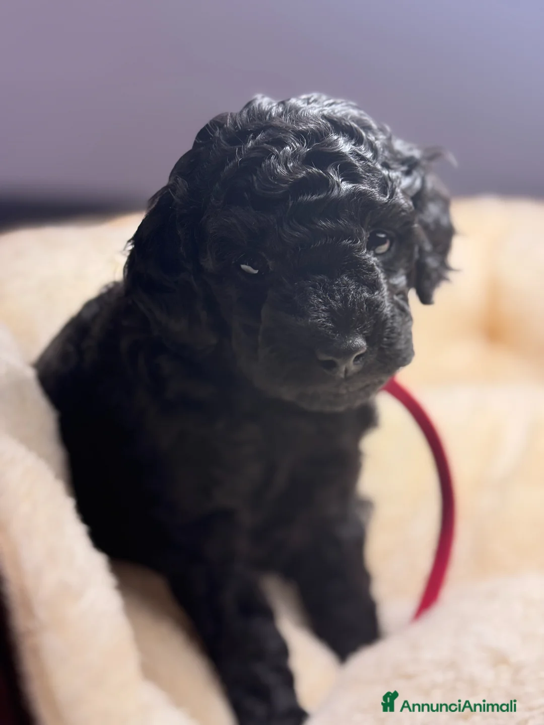 Barboncino cani in vendita: Barboncino nano maschio disponibile - Annuncio 1