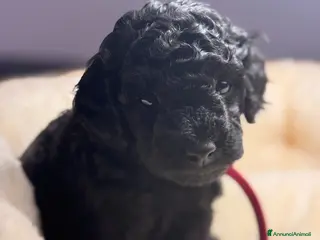 Barboncino cani Barboncino nano maschio disponibile - Annuncio 1