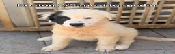 Meticcio cani in regalo: TANTI CUCCIOLI SOLI  a Provincia di Vicenza - Annuncio 5
