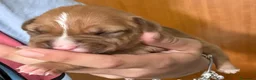 Pitbull cani in vendita: American Pit bull terrier UKC - Annuncio 19