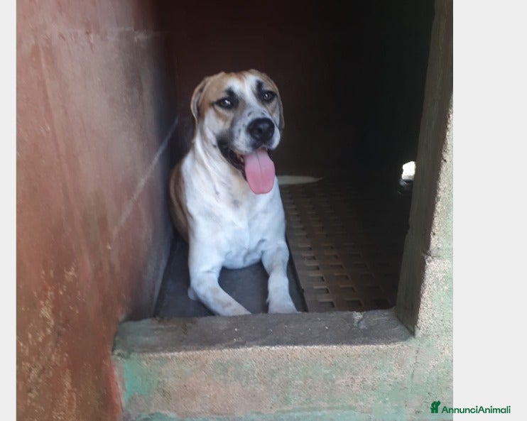 Meticcio cani Whisky cucciolone dolcissimo cerca casa  a Roma - Annuncio 2
