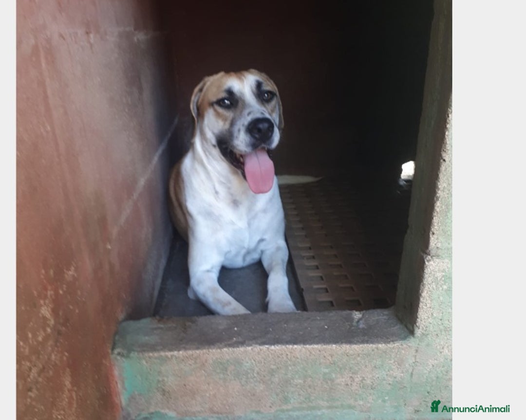 Meticcio cani in regalo: Whisky cucciolone dolcissimo cerca casa  a Roma - Annuncio 2