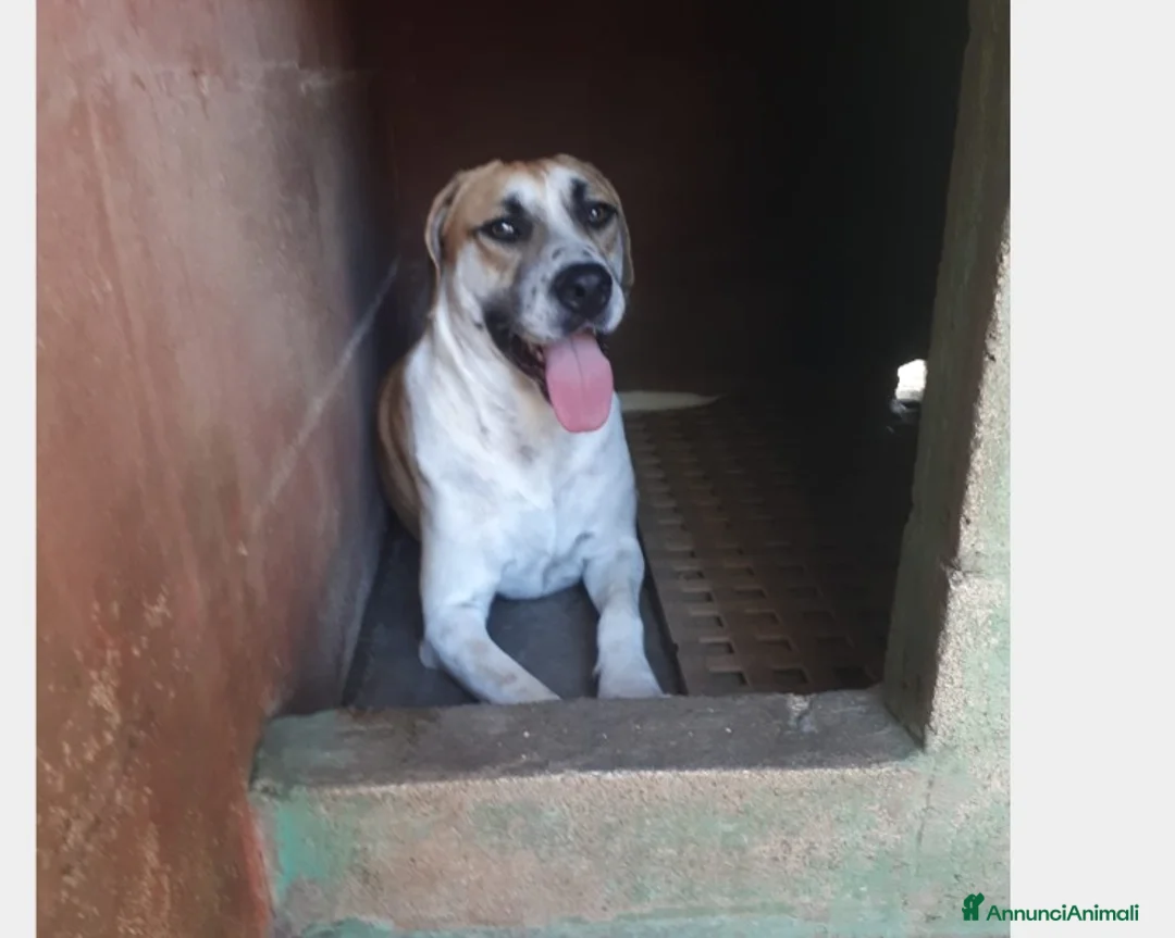 Meticcio cani in regalo: Whisky cucciolone dolcissimo cerca casa  a Roma - Annuncio 2