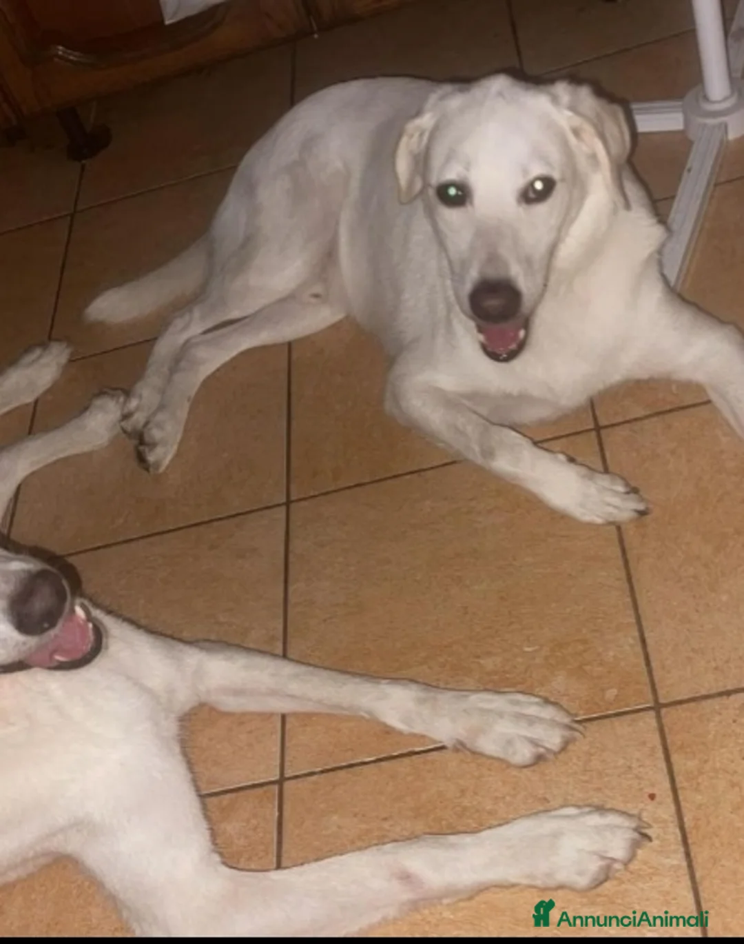 Meticcio cani in regalo: 2fratelli mix Labrador 6anni ok gatti TISCANA SOS  - Annuncio 5