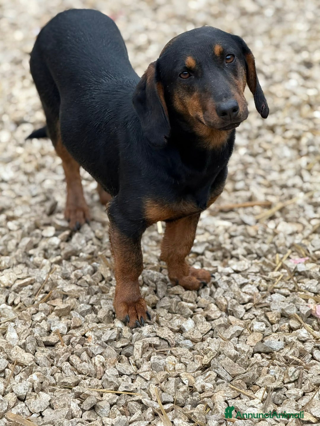 Meticcio cani in regalo: SUSY, nanetta timidona! Zampacorta. - Annuncio 6