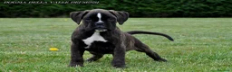 Boxer cani in vendita: BOXER CUCCIOLI VENDO-CUCCIOLI BOXER - Annuncio 10