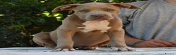 American Bully cani in vendita: Cucciole di American Bully XL. - Annuncio 11