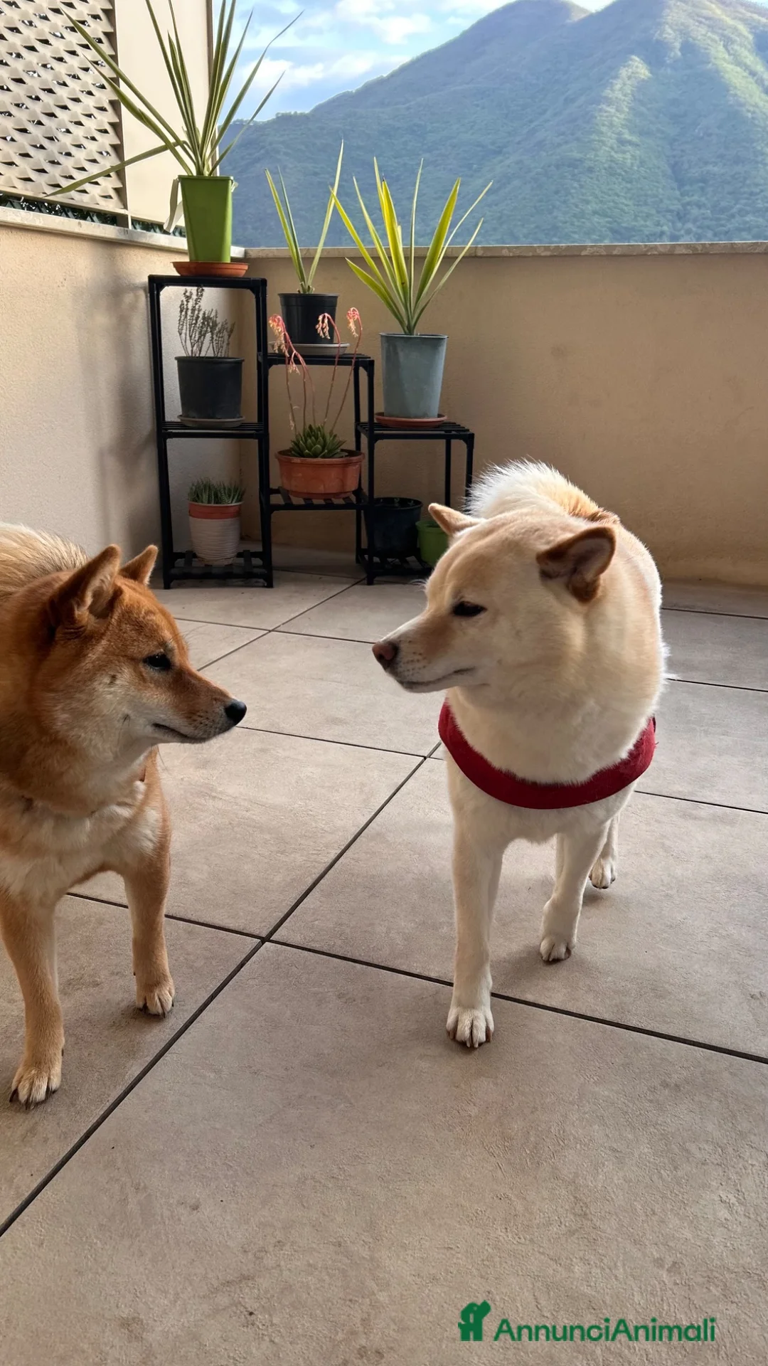Shiba Inu cani in vendita: Meravigliosi cuccioli di Shiba Inu - Annuncio 9