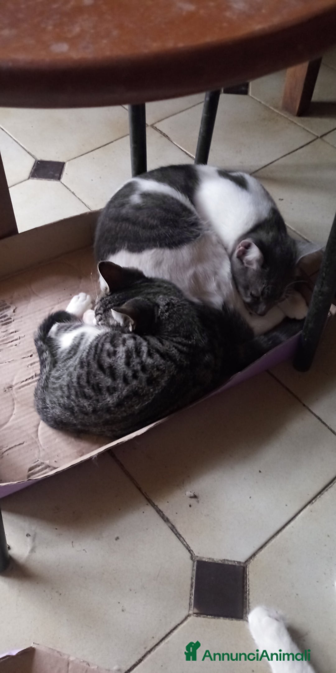 Europeo gatti in regalo: Gattini nati in casa - Annuncio 4