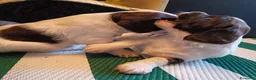 Springer Spaniel Inglese cani in vendita: Cuccioli Springer Spaniel Inglese a Città metropolitana di Roma Capitale - Annuncio 7