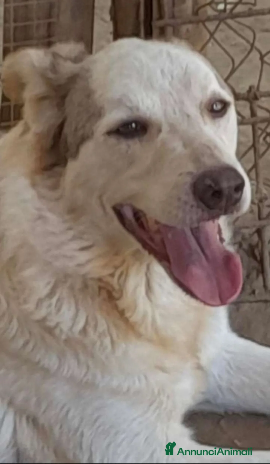 Meticcio cani in regalo: Quasi 4anni dolcissimo salvato da 1lager.ROMA a Città metropolitana di Milano - Annuncio 7