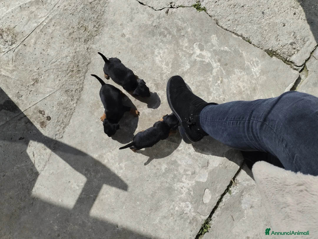 Pinscher Miniatura cani in vendita: Pinscher Nano  - Annuncio 7