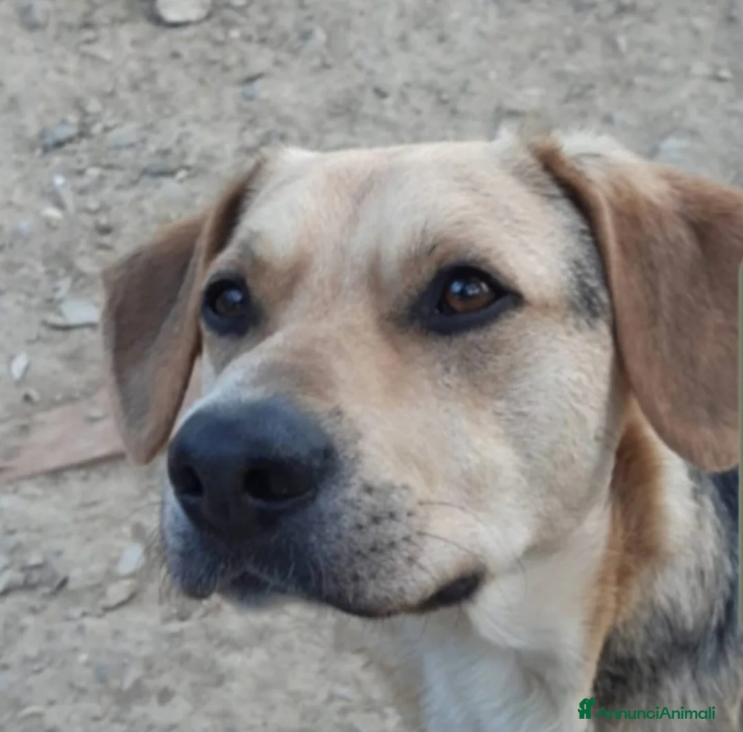Meticcio cani in regalo: Mix Beagle/ pastorino 4anni SOS CASA PISTOIA - Annuncio 3