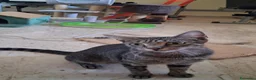Meticcio gatti in regalo: GATTINE TENERE E GATTA ADULTA - Annuncio 12